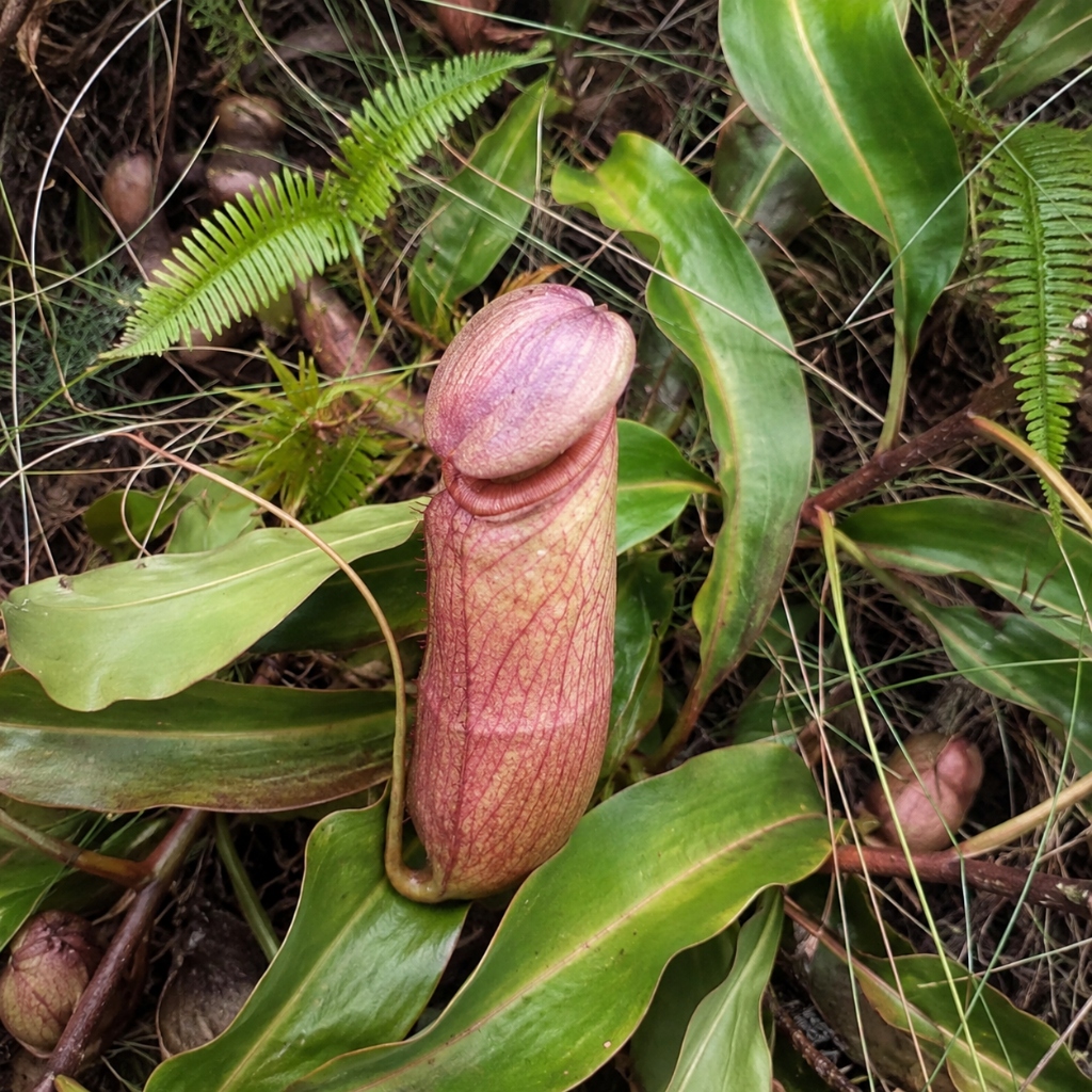 Detailed close-up of Nepenthes pitcher operculum and peristome